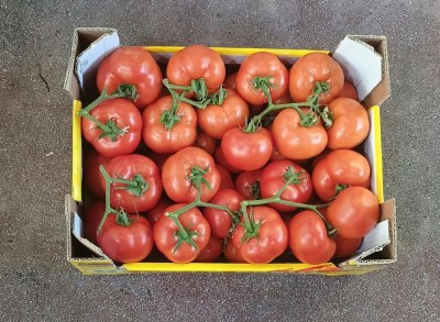 Foto Pomodoro Grappolo Origine Albania Marchio Hazizi Farm 3